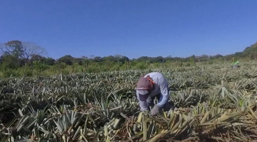 Mercado chino tendrá más piñas de Panamá