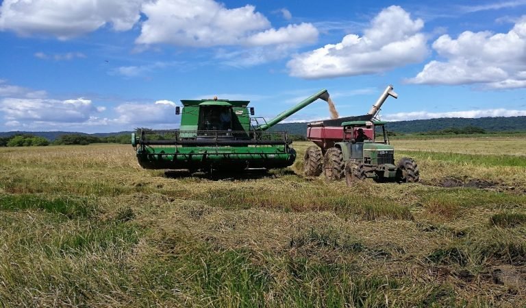 Conarroz aplica medidas ante eventual arribo de El Niño