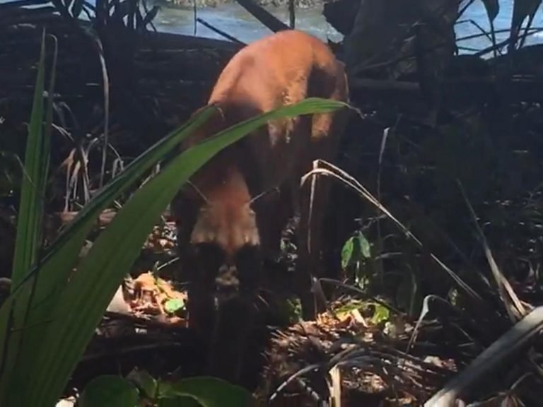 (Video) Puma y guía tuvieron sorpresivo encuentro en Corcovado