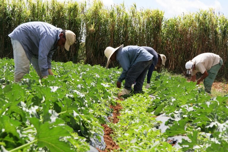 FAO y el FMO de los Países Bajos se asocian para mejorar la financiación de la agricultura