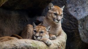 Santuarios de animales, una realidad ignorada