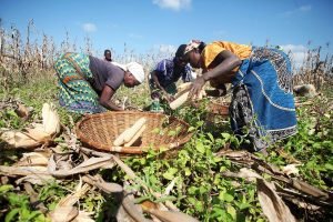 FAO comienza la distribución de semillas y aperos agrícolas en Mozambique