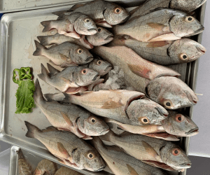 Pescadores de Puntarenas lo esperan en la Ferimar