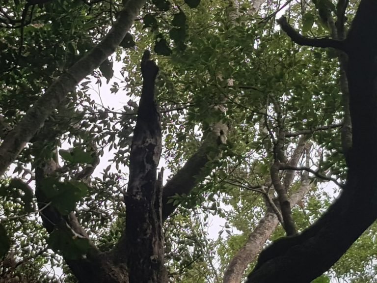 Pérdida de bosques se ralentiza en América del Sur y las áreas protegidas aumentan