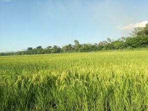 MAG aclara que nunca se les ha negado la atención a los productores de arroz