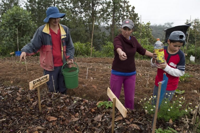 FAO propone aumentar la contribución de los agricultores familiares al desarrollo sostenible