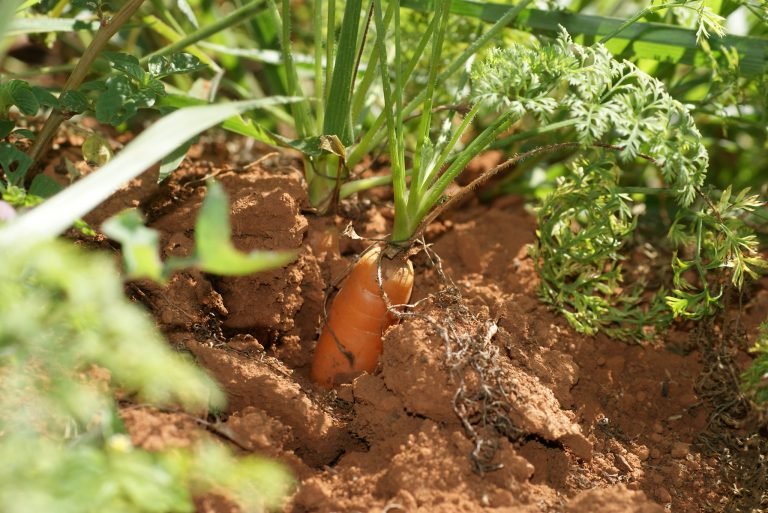 América Latina y el Caribe se suma al Decenio de la Agricultura Familiar