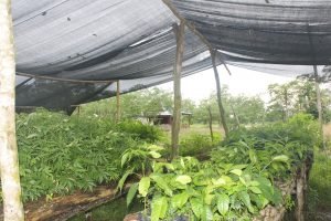 Formas ingeniosas de enfrentar los desastres naturales: plantar árboles y cosechar la lluvia