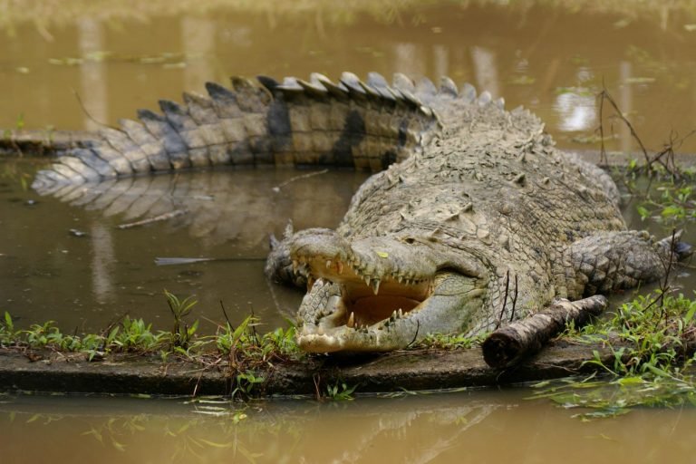 Sinac sin estudios de poblaciones de cocodrilos en Costa Rica