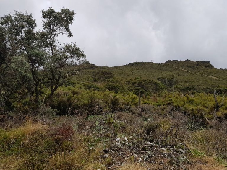 Proyecto analiza efecto del cambio climático en relación entre especies de plantas, aves e insectos