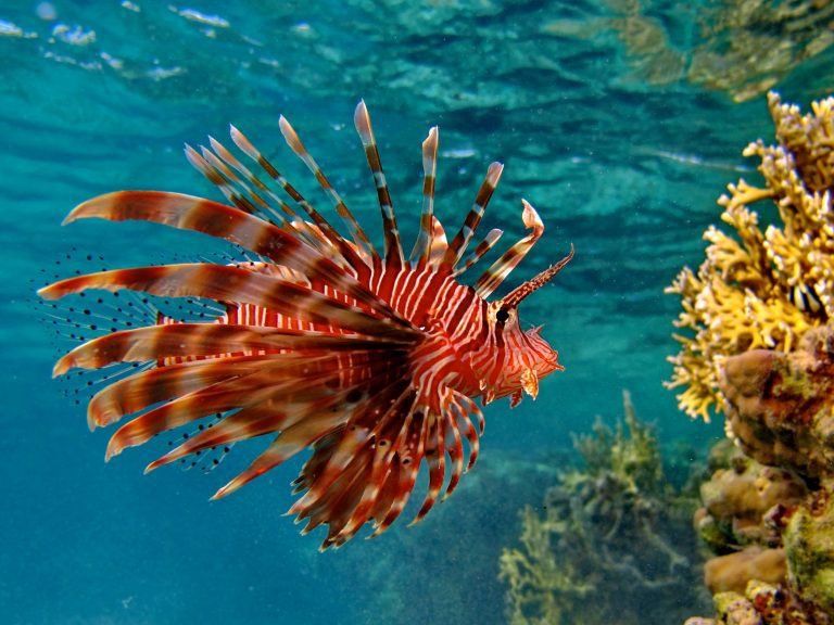 Conare financió investigación sobre impactos del pez león en región Caribe