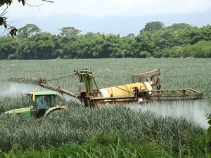 Breves apuntes con relación a un reciente reportaje crítico de la televisión francesa (France2) sobre la piña costarricense