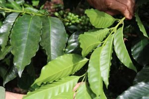 Nuevas razas de roya atacan el café de América Latina y el Caribe