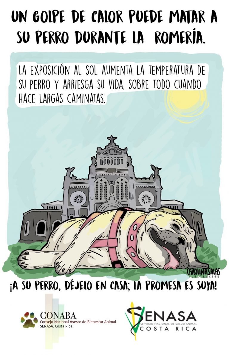 Senasa recomienda no llevar a sus animales a la romería