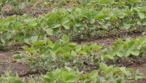 Acuerdo de libre comercio UE-Mercosur apoya a multilateralismo