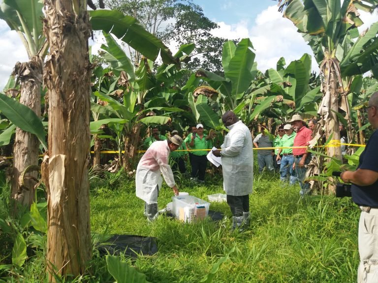 Costa Rica se mantiene en alerta para evitar el ingreso del hongo Fusarium R4T