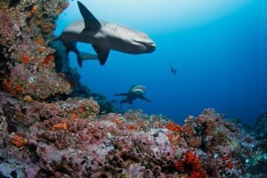 Parque Nacional Isla del Coco es nominado para el premio “Refugio Global Oceánico”