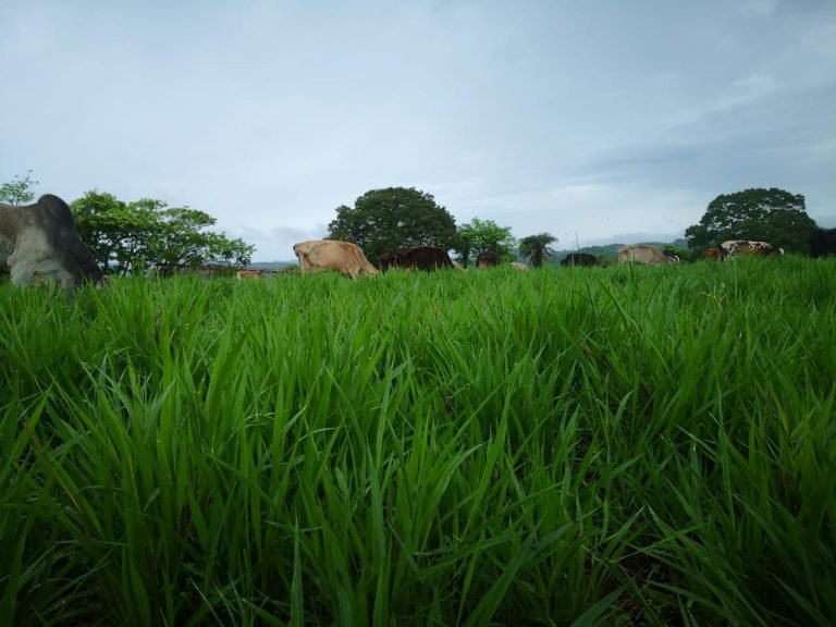 Más de 700 fincas ganaderas mejoran su rentabilidad y se adaptan al cambio climático