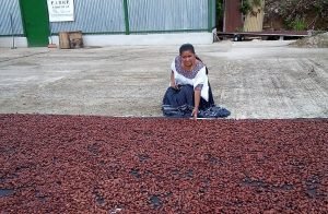 Cacao guatemalteco se posiciona en lista de los mejores 50 a nivel mundial