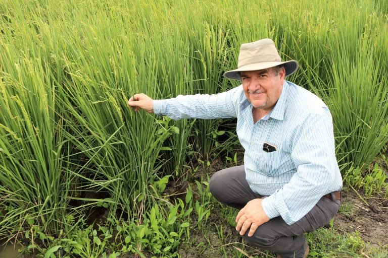 Sistema impulsado por IICA mejora productividad y adaptación al cambio climático del cultivo de arroz