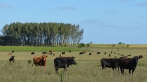 FAO apuesta por las soluciones basadas en la naturaleza para enfrentar el cambio climático