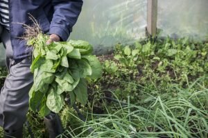 Agro y EcoTurismo como propuesta para la recuperación económica en el contexto de la pandemia