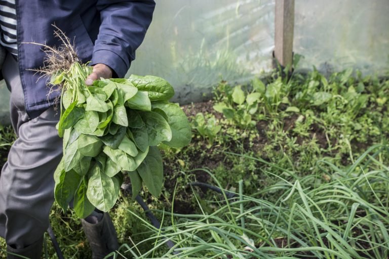 FAO: Si en el Afganistán colapsa la agricultura, corremos el riesgo de que suceda una catástrofe