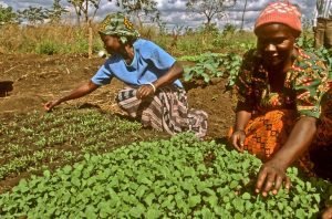 Evento en Uganda marca el 10º aniversario del Programa de Cooperación Sur-Sur FAO-China