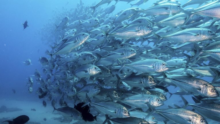 Pesca excesiva disminuye en el Mediterráneo y Mar Negro, pero recursos pesqueros siguen soportando una presión significativa