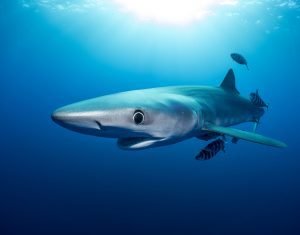 Costa Rica se prepara para las negociaciones de la agenda marina internacional 2020