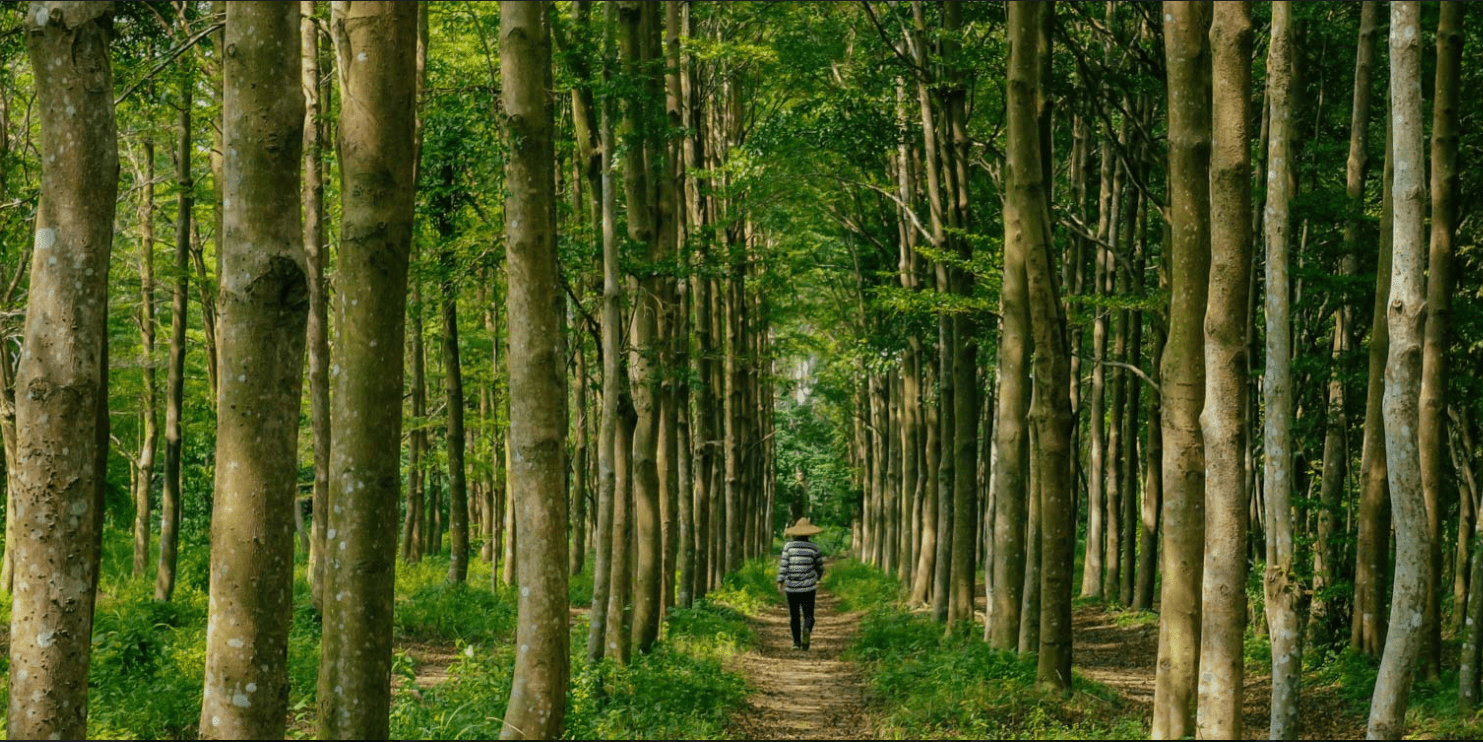 Cuántos árboles debemos plantar para compensar el CO2 que producimos al mes?