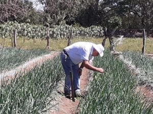 MAG promueve cultivo de hortalizas en Carrillo