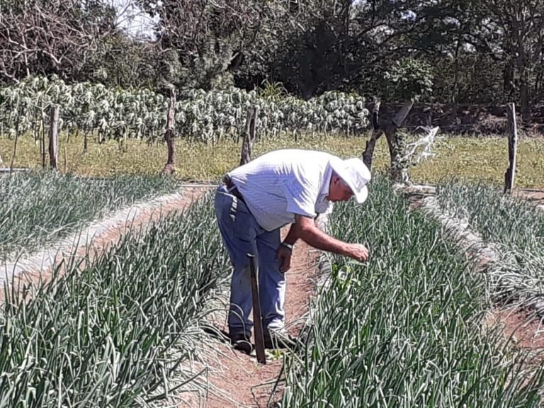 MAG promueve cultivo de hortalizas en Carrillo