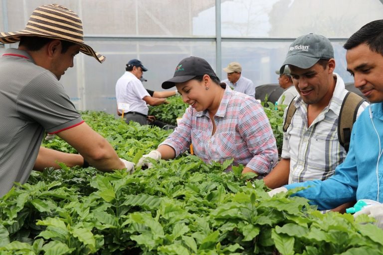 Sector cafetalero de Centroamérica estudian técnicas de propagación vegetativa de café