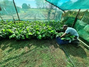 Agricultores de la Península de Osa diversifican su producción con cacao