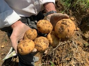 Afectación por COVID-19 en sector agropecuario asciende a más de ₡14 mil millones