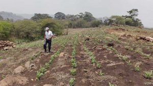 Nicaragua: la pandemia amenaza con terminar de asfixiar al sector agropecuario