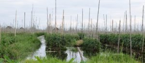 Myanmar contará con un inventario forestal a escala nacional