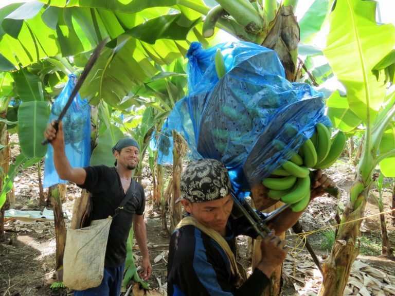 Industria bananera de Costa Rica, preocupada por logística y precios en Europa para 2024