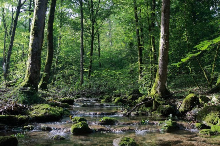 Presentan análisis de los recursos forestales más exhaustivo del mundo