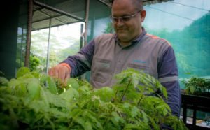 Conelectricas intercambiará 2.000 árboles por alimentos para apoyar familias afectadas por COVID-19