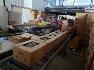 Sector Agropecuario desarrolla 13 proyectos para activar producción y generar empleo en el Caribe