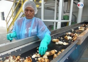 CEPAL: Nicaragua con mayor crecimiento de exportaciones en la región durante la pandemia