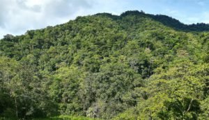 Los ‘Baños de bosque’ mejoran las condiciones psicofísicas