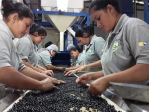 CNP adelanta a productores ₡400 millones para compra de frijol