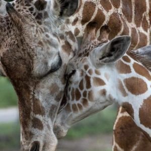 Nuestros hermanos menores, los animales