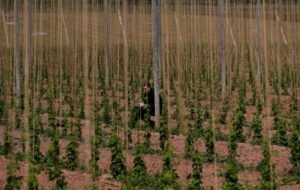 La pandemia golpea a los agricultores y agrava el hambre