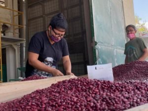 CNP compra 20 mil quintales de frijol a productores nacionales