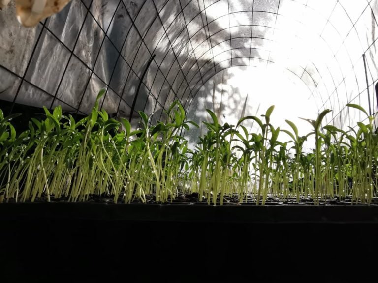 Campaña distribuyó cerca de 5 millones de semillas en todo el territorio nacional