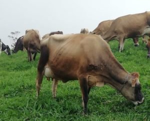 Finca Isamar trabaja en armonía con la naturaleza mientras se reinventa para enfrentar crisis del COVID-19